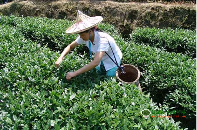 权威专家独家解读“安溪铁观音，好喝一身轻”-第4张图片-福建名茶