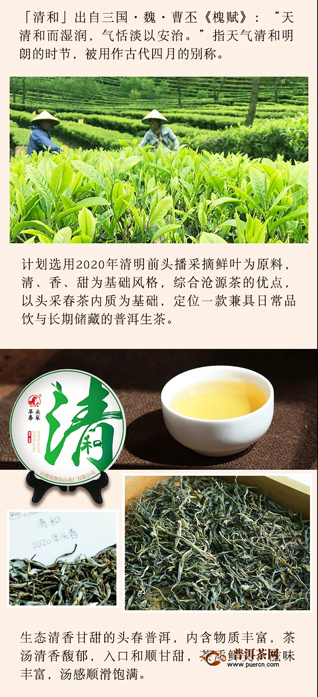 佤山春茶·开启众筹，一年一季，约定尝鲜