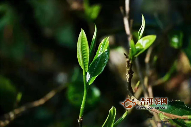 古德凤凰春茶预售 一起品鉴春天的味道