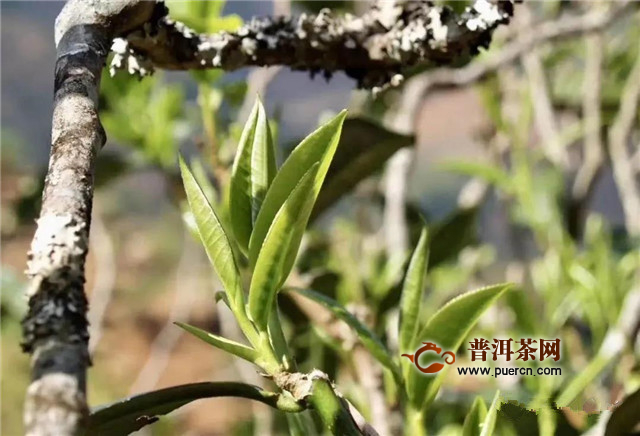 古德凤凰春茶预售 一起品鉴春天的味道