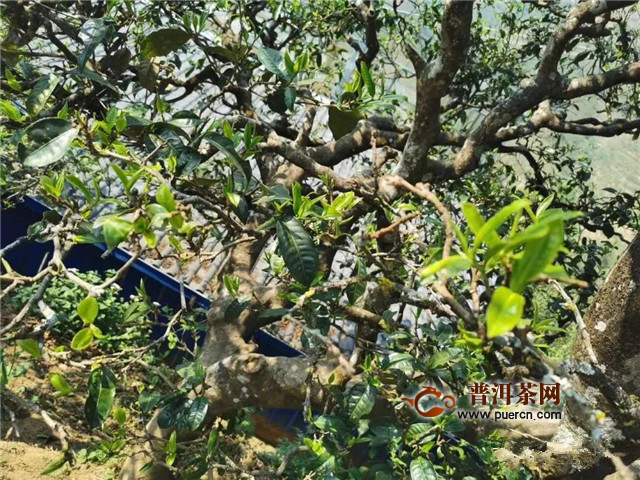 古德凤凰春茶预售 一起品鉴春天的味道