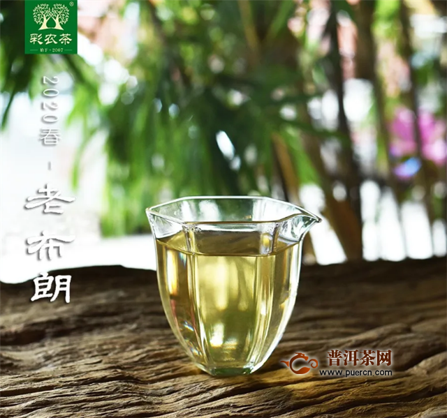 2020年彩农茶春·老布朗，开始优惠预订