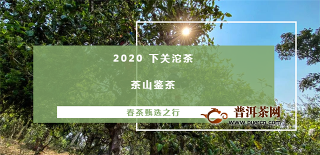 下关沱茶茶山鉴茶：滑竹梁子.保塘