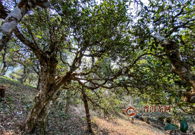 下关沱茶茶山鉴茶：滑竹梁子.保塘