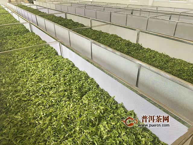 尋茶【探春】预售:清明茶=明前的“鲜”+雨前的“醇”