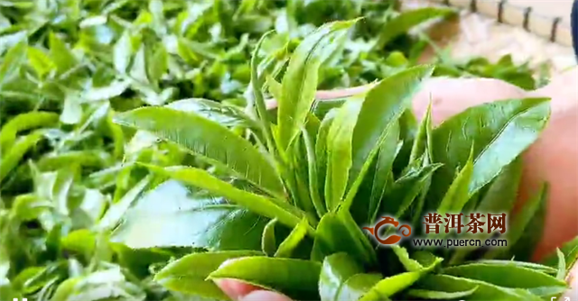 2020年彩农茶春·曼糯茶事