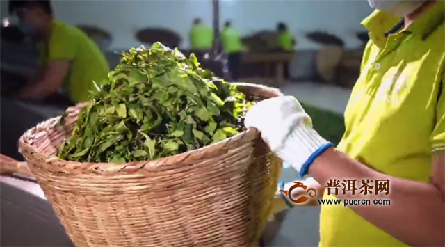 2020年彩农茶春·曼糯茶事