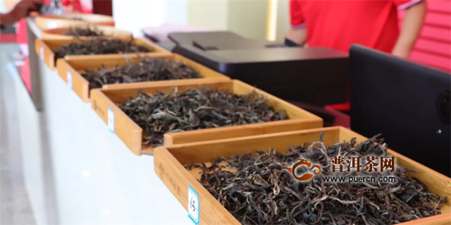 访茶源，探好茶！正皓茶·云南茶山研学之旅圆满成功