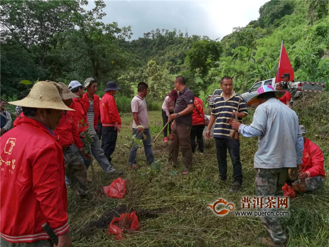 合和昌茶业：“合”力守护，绿水青山！