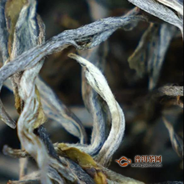 吉普号茶山黑话183：从茶小白到老司机，普洱茶审美四步进阶