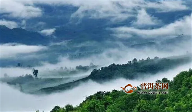柏联茶窖会员体验，景迈山朝圣之旅