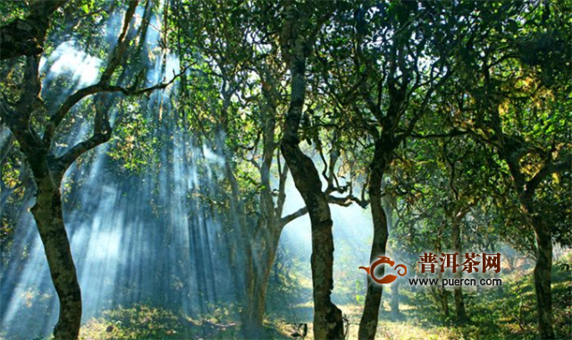 柏联茶窖会员体验，景迈山朝圣之旅