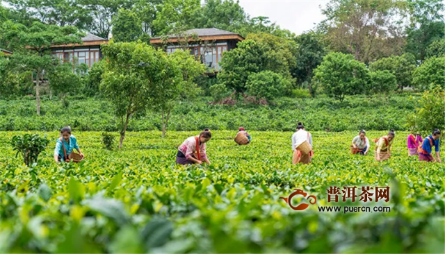 柏联茶窖会员体验，景迈山朝圣之旅