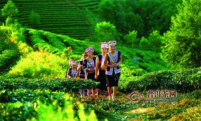柏联茶窖会员体验，景迈山朝圣之旅