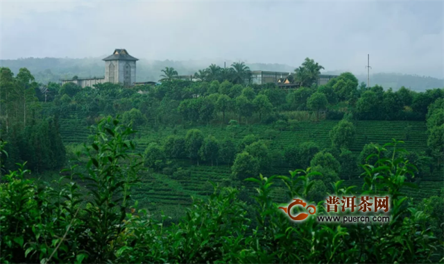柏联茶窖会员体验，景迈山朝圣之旅