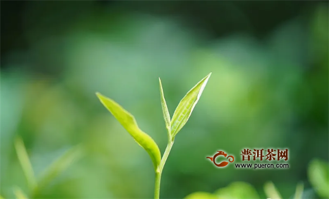 柏联茶窖会员体验，景迈山朝圣之旅