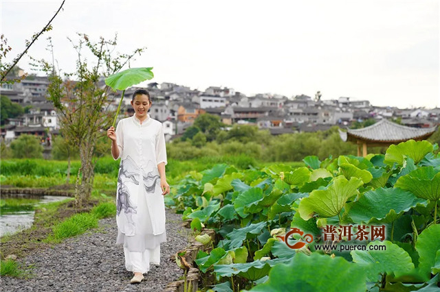 夏日清凉之道，饮柏联普洱为先