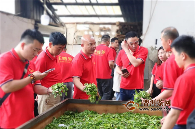 “班章熟茶”风头正劲，正皓茶持续加码高品质熟茶市场！