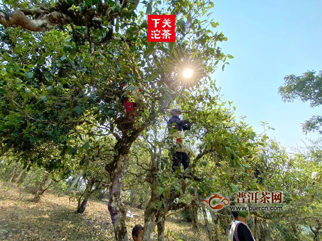 下关2020年新品保龙公社：保塘与蚌龙，是“滑竹梁子”最好的证明