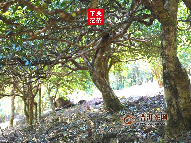 下关2020年新品保龙公社：保塘与蚌龙，是“滑竹梁子”最好的证明