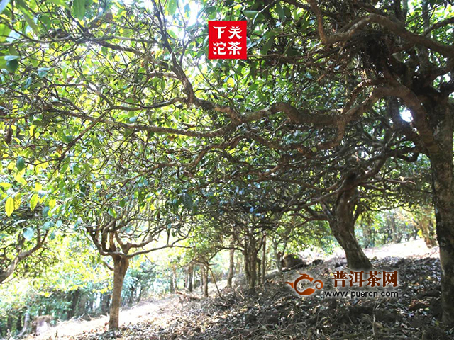 下关2020年新品保龙公社：保塘与蚌龙，是“滑竹梁子”最好的证明