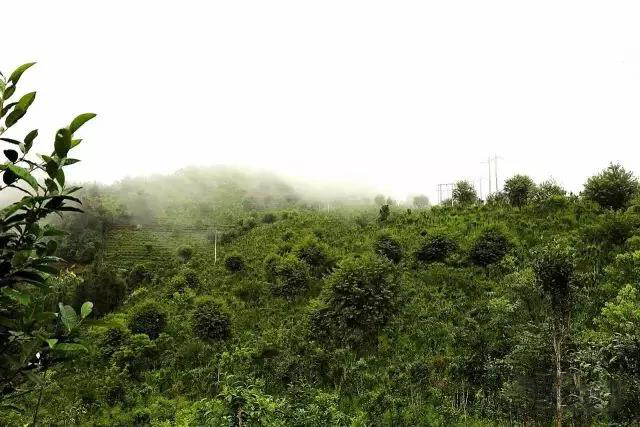 澜沧富邦：茶企茶农手牵手，脱贫致富一起走